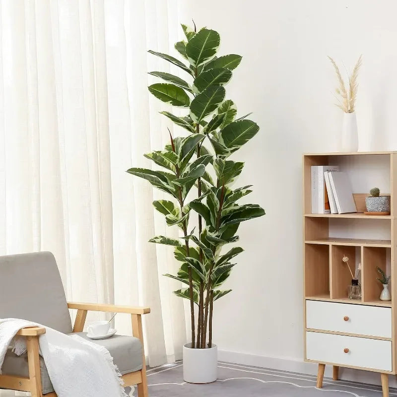 Ficus Tree With Pot