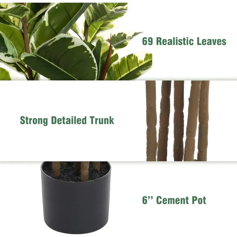 Ficus Tree With Pot