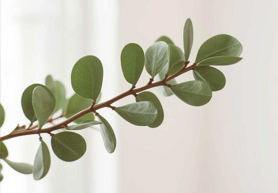 Plants