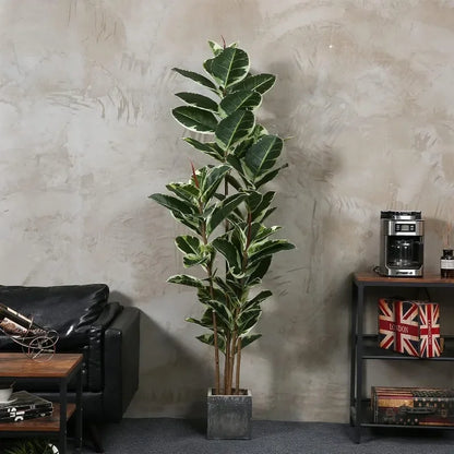 Ficus Tree With Pot